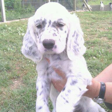 chiots de divin